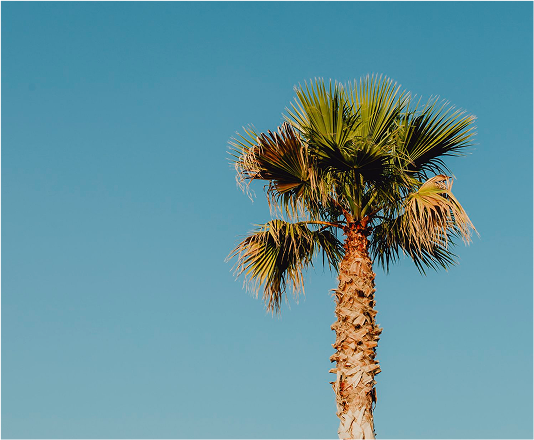 Sun, Sand, and Fun: Exploring the Charms of Daytona Beach.